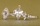 Padgett's Engagement Ring - Marquise Cut CZ